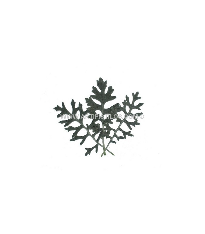 CINERARIA PRESERVED 10 LEAVES/BAG