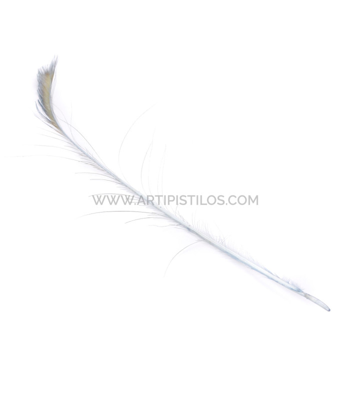 PEACOCK FEATHER SWORD 60 CMS. DECOLORED