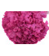 HORTENSIA PRESERVADA NATURAL "PREMIUM"