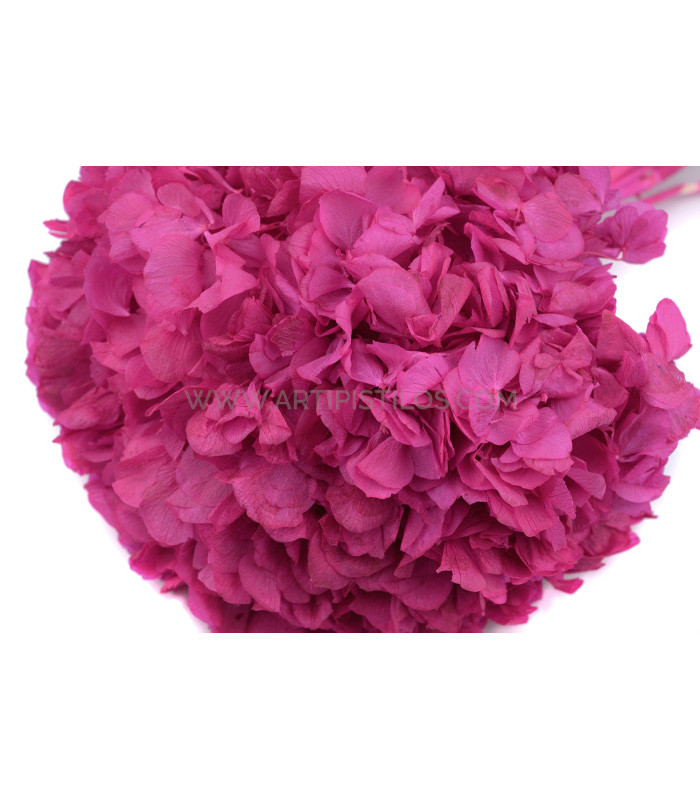 HORTENSIA PRESERVADA NATURAL "PREMIUM"