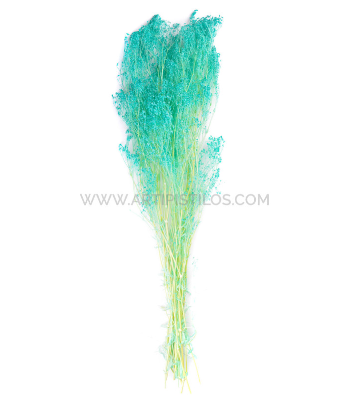 PANICULATA PRESERVADA "PREMIUM"
