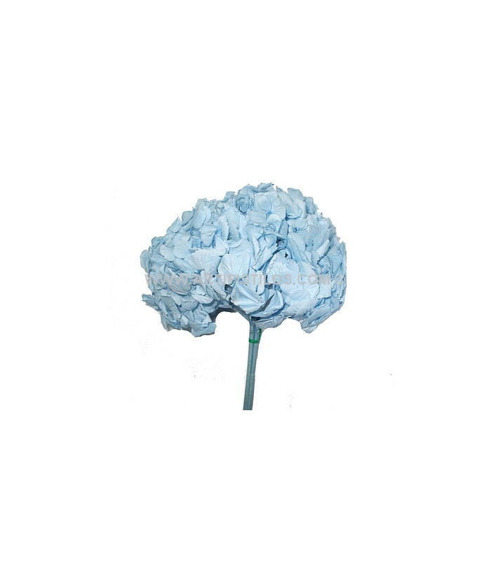 HORTENSIA PRESERVED FLOWER. BOUQUET