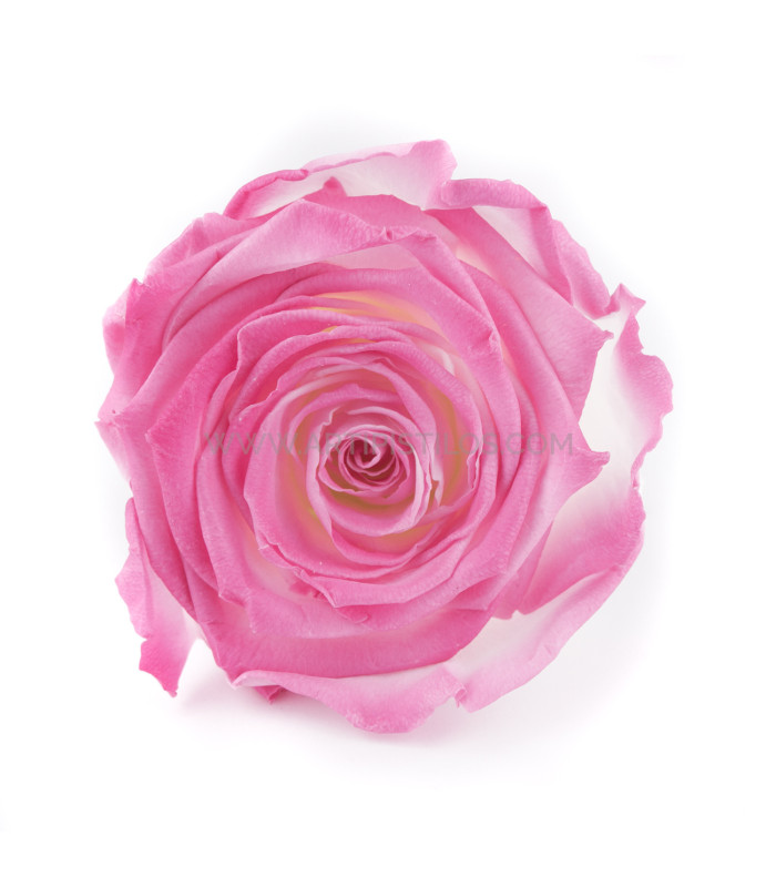 ROSA ESTABILIZADO "VERMEILLE"