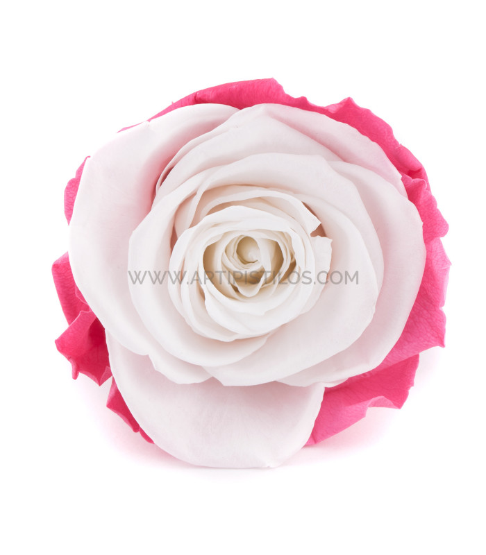 STABILIZED ROSE "VERMEILLE"