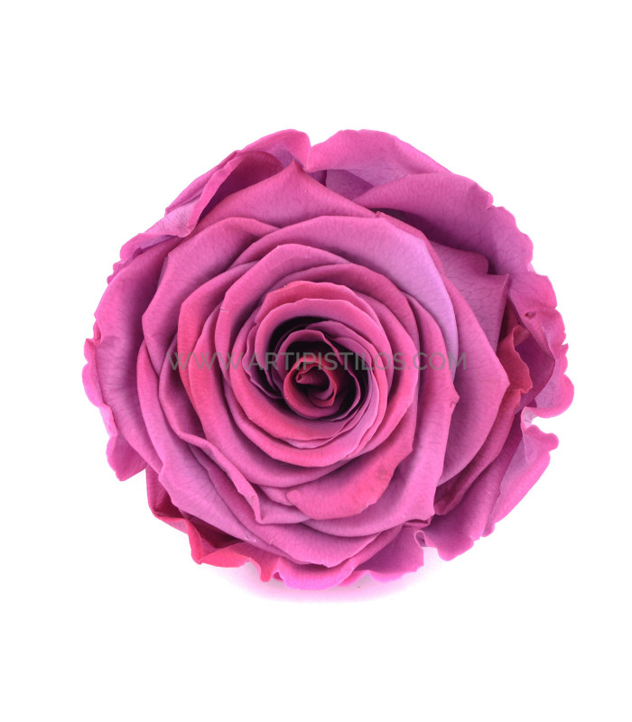 STABILIZED ROSE "VERMEILLE"