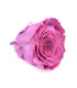 ROSA ESTABILIZADA "VERMEILLE"