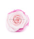 ROSA ESTABILIZADO "VERMEILLE"