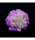PRESERVED CARNATION "BERMEJA"