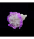 PRESERVED CARNATION "BERMEJA"
