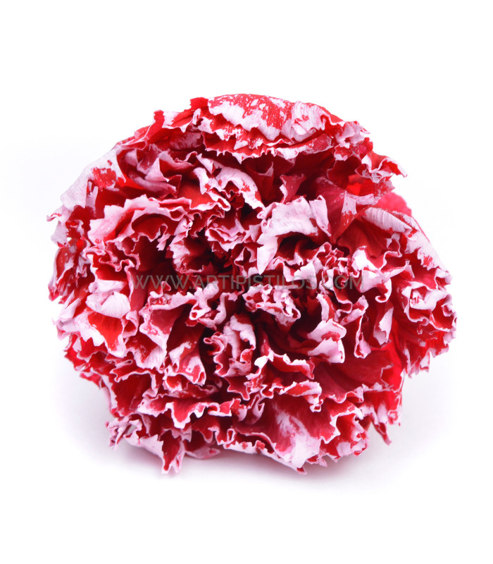 CLAVEL PRESERVADO 5 CMS. "BERMEJA" Flores Preservadas Materiales