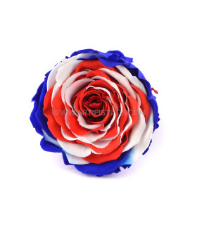 ESTABILIZADO ROSA "ENGLAND"