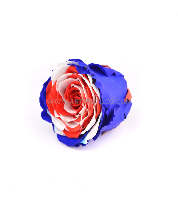 ROSA ESTABILIZADA "INGLATERRA"