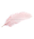 OSTRICH FEATHER FIRST QUALITY 50-55 CMS.