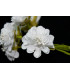 FABRIC FLOWER BOUQUET (6 PCS.) "AMBERES"