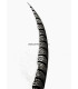 PHEASANT FEATHER LADY AMHERST 50-62,5 CMS.