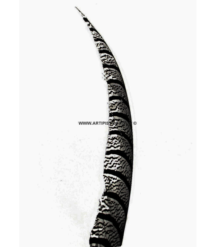 PHEASANT FEATHER LADY AMHERST 50-62,5 CMS.