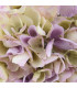 HORTENSIA DE TELA "ANAÍS"