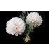 FABRIC DAHLIA "CATERINA"