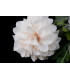 FABRIC DAHLIA "CATERINA"