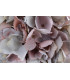 HYDRANGEA FABRIC "ANAIS"