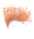 COCK FEATHER MOUNT