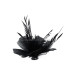 FEATHER MOUNT OF DUCK AND GOOSE BIOT