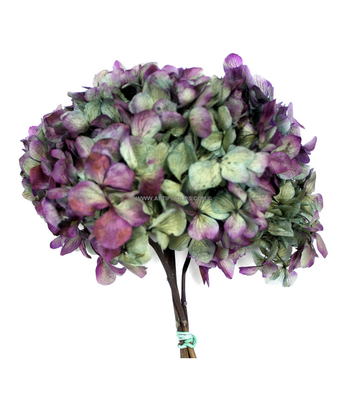 HORTENSIA PRESERVADA