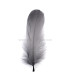 PLUMA DE OCA RASPADA 15 CMS.