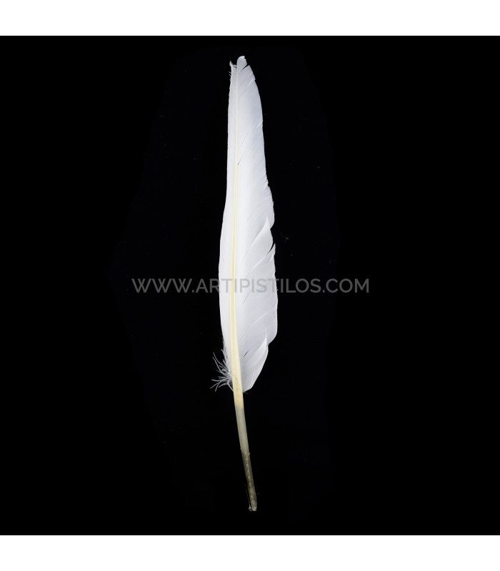 PLUMA DE OCA 25 CMS.