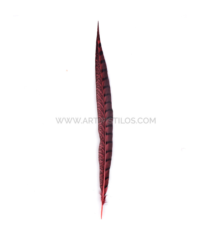 PHEASANT FEATHER LADY AMHERST 40-45 CMS.