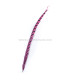 PHEASANT FEATHER LADY AMHERST 50-62,5 CMS.
