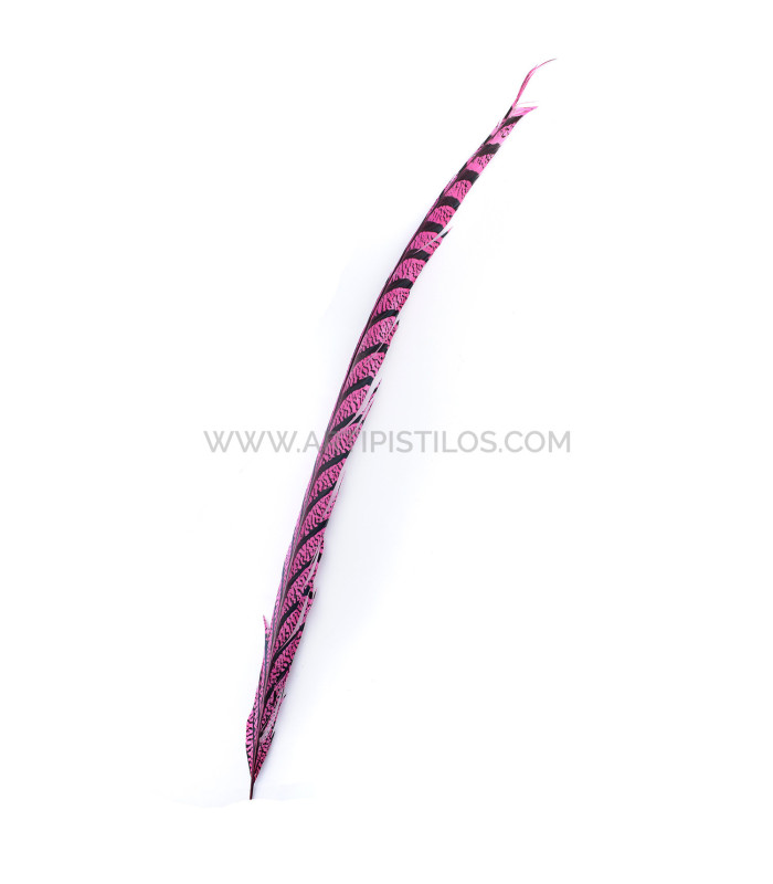 PHEASANT FEATHER LADY AMHERST 50-62,5 CMS.