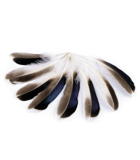 DUCK FEATHER 10 - 14 CM