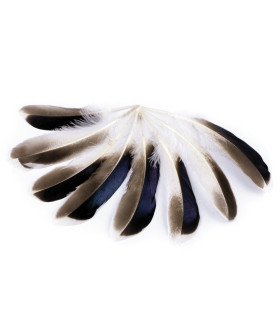 Pluma De Pato 10 - 14 Cm - pamelas y tocados - pamelas y tocados - pamelas y tocados - pamelas y tocados - pamelas y tocados - pamelas y tocados - pam