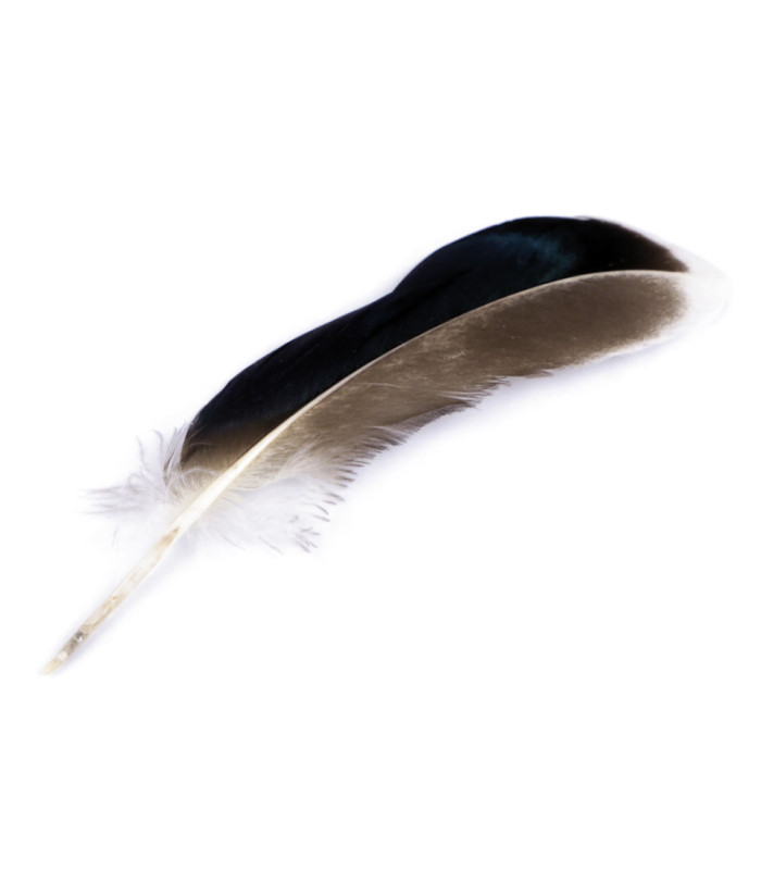 PLUME DE CANARD 10 14 CM