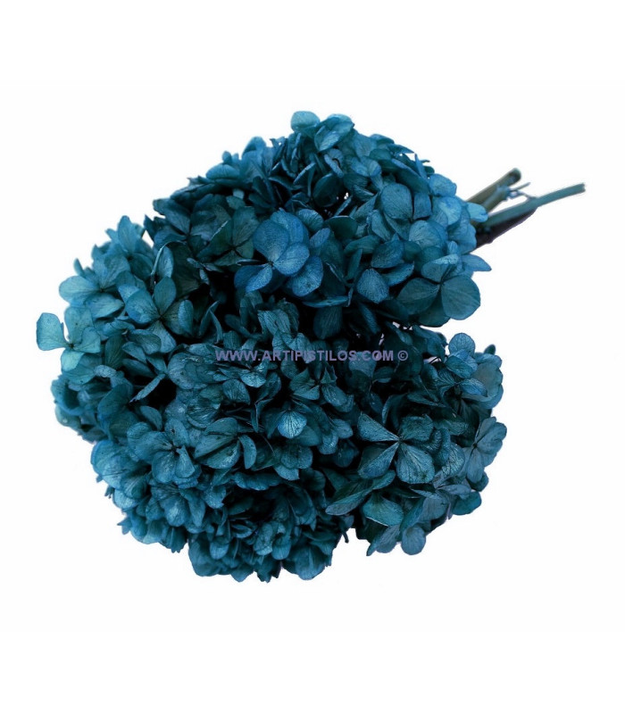 HORTENSIA PRESERVADA