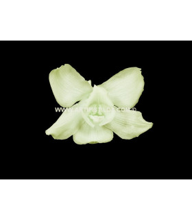 CYMBIDIUM PRESERVADO