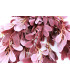 MIMOSA BOUQUET X 9 BRANCHES