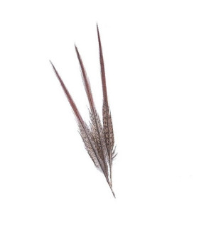 GOLDEN PHEASANT FEATHER 15 CMS.