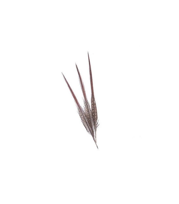 GOLDEN PHEASANT FEATHER 15 CMS.
