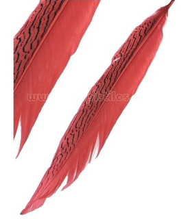 SILVER PHEASANT FEATHER 30 - 35 CMS.