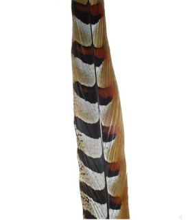 REEVES PHEASANT FEATHER 80 - 85 CMS.