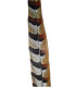 REEVES PHEASANT FEATHER 55 - 60 CMS.