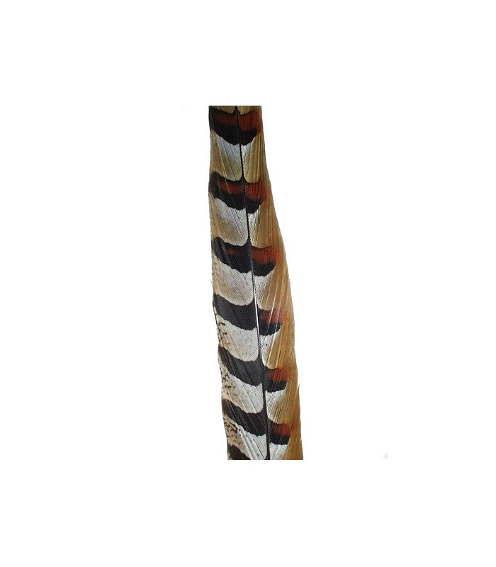 REEVES PHEASANT FEATHER 55 - 60 CMS.