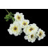 FLOWER STEM "ZINNIA"