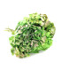 HORTENSIA PRESERVED FLOWER. BOUQUET