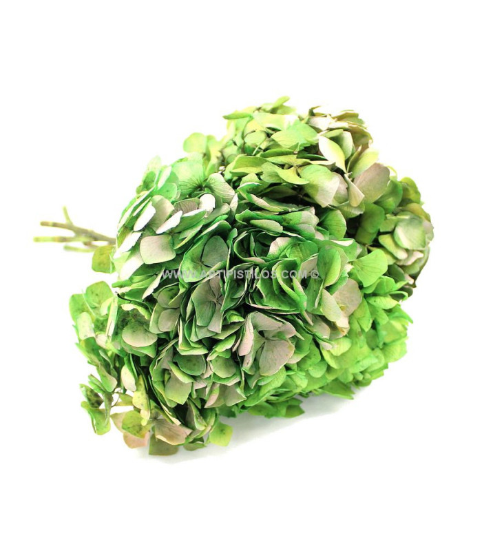 HORTENSIA PRESERVED FLOWER. BOUQUET