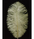 PLUMA DE AVESTRUZ 20 - 25 cm