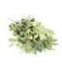 MIMOSA BOUQUET X 9 BRANCHES