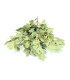 MIMOSA BOUQUET X 9 BRANCHES